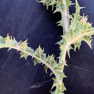 Photographie n°2568371 du taxon Scolymus hispanicus L. [1753]