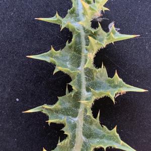 Photographie n°2568373 du taxon Scolymus hispanicus L. [1753]