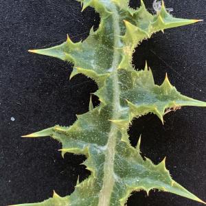 Photographie n°2568374 du taxon Scolymus hispanicus L. [1753]