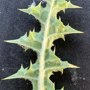 Photographie n°2568375 du taxon Scolymus hispanicus L. [1753]