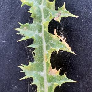 Photographie n°2568376 du taxon Scolymus hispanicus L. [1753]