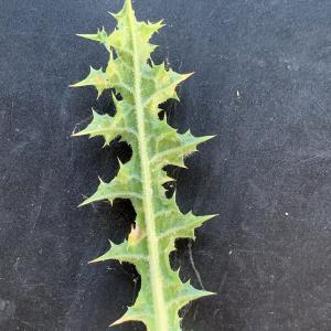 Photographie n°2568377 du taxon Scolymus hispanicus L. [1753]