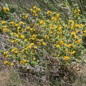 Photographie n°2568378 du taxon Scolymus hispanicus L. [1753]