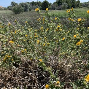 Photographie n°2568379 du taxon Scolymus hispanicus L. [1753]