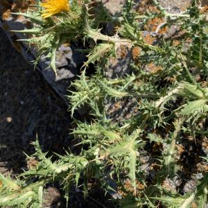 Photographie n°2568380 du taxon Scolymus hispanicus L. [1753]