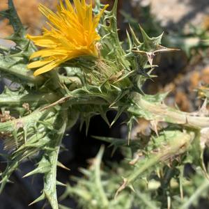 Photographie n°2568381 du taxon Scolymus hispanicus L. [1753]