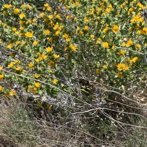 Photographie n°2568382 du taxon Scolymus hispanicus L. [1753]