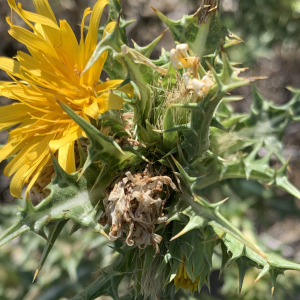Photographie n°2568383 du taxon Scolymus hispanicus L. [1753]