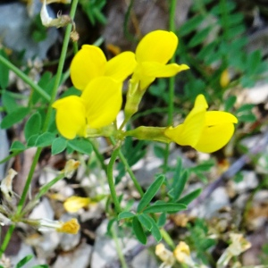 Photographie n°2568460 du taxon Hippocrepis comosa L. [1753]