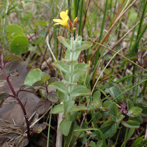 Photographie n°2568484 du taxon Hypericum elodes L.