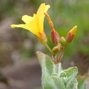 Photographie n°2568485 du taxon Hypericum elodes L.