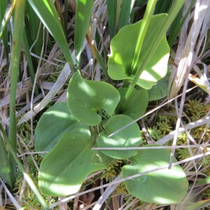 Photographie n°2568574 du taxon Parnassia palustris L. [1753]