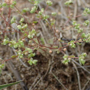 Photographie n°2568587 du taxon Radiola linoides Roth