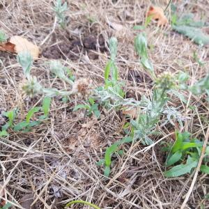 Photographie n°2568603 du taxon Filago germanica (L.) L. [1759]