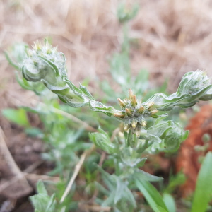 Photographie n°2568604 du taxon Filago germanica (L.) L. [1759]