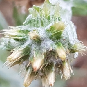 Photographie n°2568605 du taxon Filago germanica (L.) L. [1759]