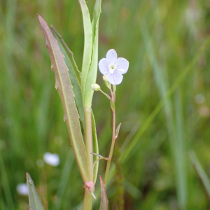 Photographie n°2568651 du taxon Veronica scutellata L.