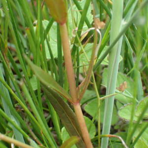 Photographie n°2568653 du taxon Veronica scutellata L.