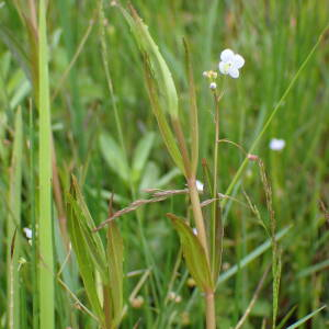 Photographie n°2568654 du taxon Veronica scutellata L.