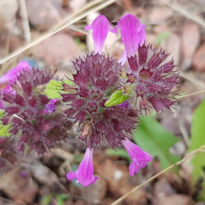 Photographie n°2568670 du taxon Clinopodium vulgare L.