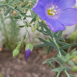 Photographie n°2568677 du taxon Linum L.