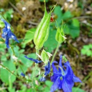 Photographie n°2568733 du taxon Aquilegia vulgaris L. [1753]