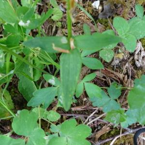 Photographie n°2568735 du taxon Aquilegia vulgaris L. [1753]