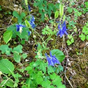 Photographie n°2568736 du taxon Aquilegia vulgaris L. [1753]