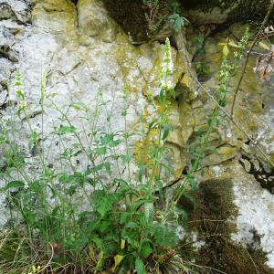 Photographie n°2568760 du taxon Stachys recta L.