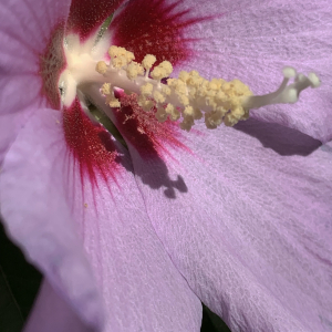 Photographie n°2568773 du taxon Hibiscus syriacus L. [1753]