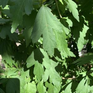 Photographie n°2568775 du taxon Hibiscus syriacus L. [1753]