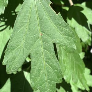 Photographie n°2568776 du taxon Hibiscus syriacus L. [1753]