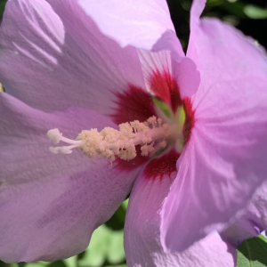 Photographie n°2568778 du taxon Hibiscus syriacus L. [1753]