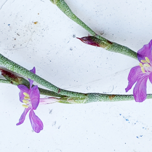 Photographie n°2568792 du taxon Limoniastrum monopetalum (L.) Boiss. [1848]