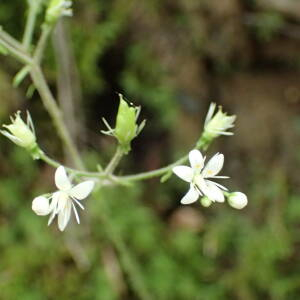 Photographie n°2568801 du taxon Saxifraga hirsuta L.