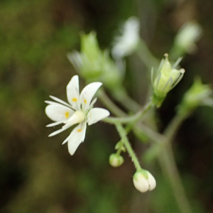 Photographie n°2568802 du taxon Saxifraga hirsuta L.