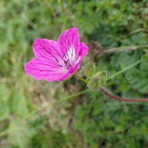  - Erodium manescavii Coss.