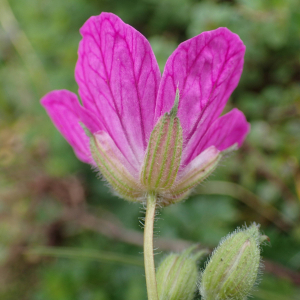  - Erodium manescavii Coss.