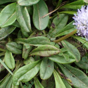 Photographie n°2568815 du taxon Globularia nudicaulis L.