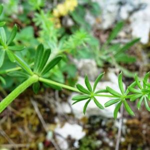 Photographie n°2568848 du taxon Galium lucidum All. [1773]