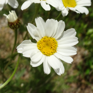 Photographie n°2568872 du taxon Tanacetum corymbosum (L.) Sch.Bip. [1844]