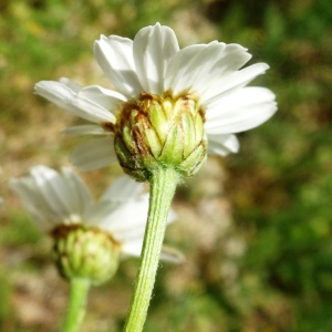 Photographie n°2568873 du taxon Tanacetum corymbosum (L.) Sch.Bip. [1844]