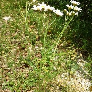 Photographie n°2568875 du taxon Tanacetum corymbosum (L.) Sch.Bip. [1844]