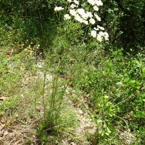 Photographie n°2568876 du taxon Tanacetum corymbosum (L.) Sch.Bip. [1844]