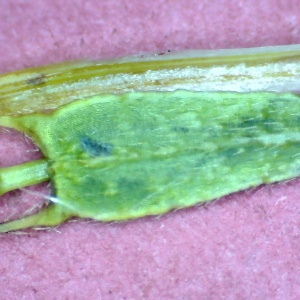  - Bidens frondosa L. [1753]