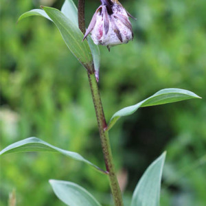 Photographie n°2568903 du taxon Lilium martagon L.