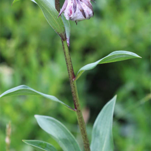 Photographie n°2568904 du taxon Lilium martagon L.