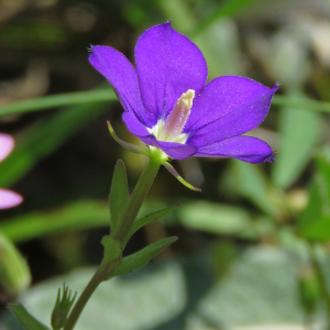 Photographie n°2568915 du taxon Legousia speculum-veneris (L.) Chaix