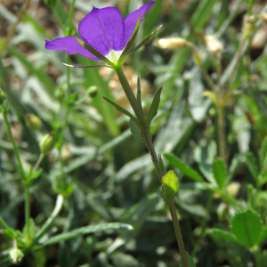 Photographie n°2568916 du taxon Legousia speculum-veneris (L.) Chaix