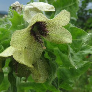 Photographie n°2568934 du taxon Hyoscyamus niger L.